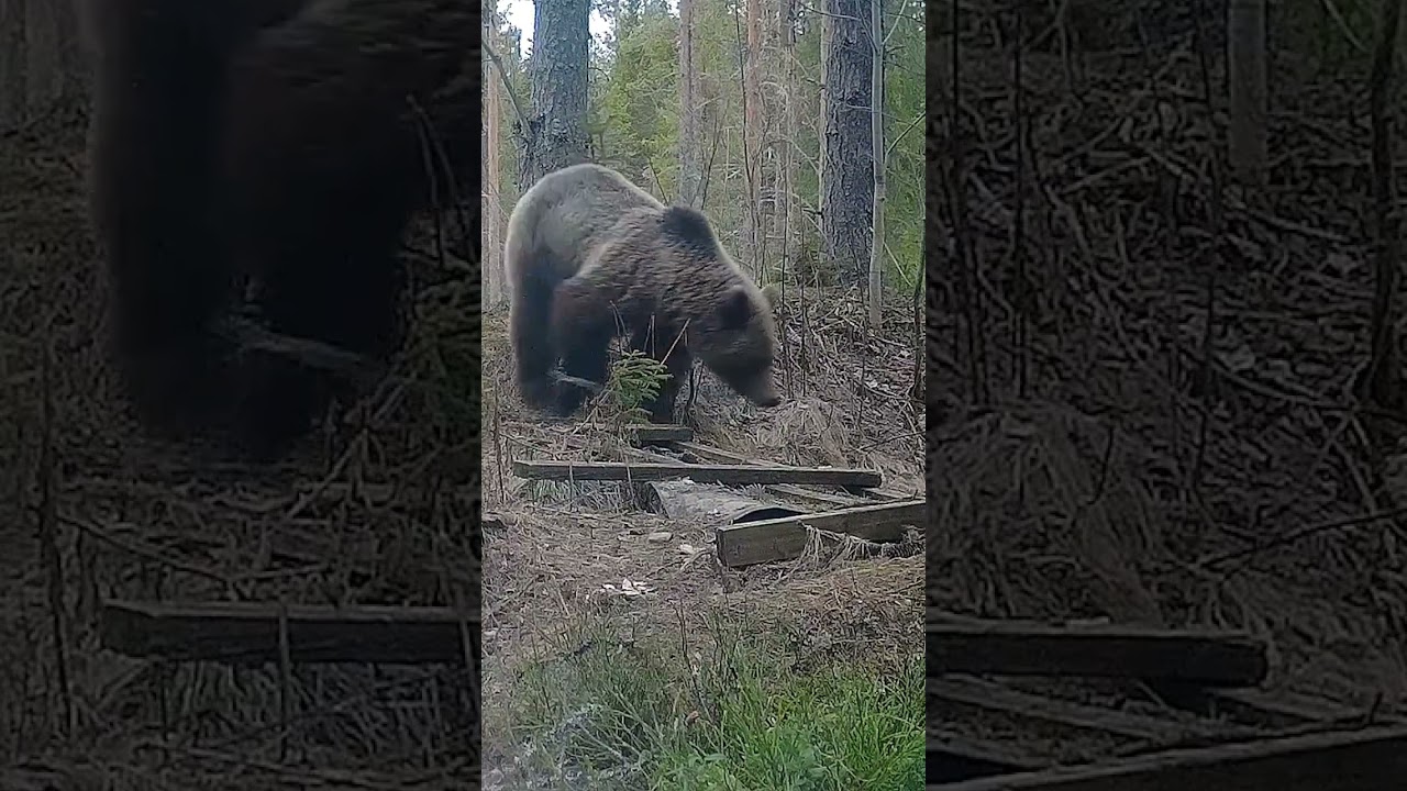 Brown bear in north Sweden - Brun björn #animal #bear #wildlife #björn #animal