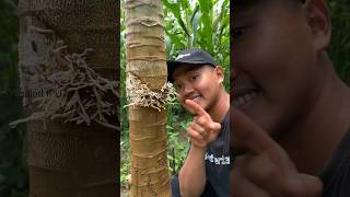 Download lagu How to graft papaya 100% successful #shorts mp3