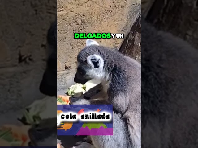 Vídeo relacionado con Collecta - Lemur con Cola Anillada - M - 88831 (90188831)