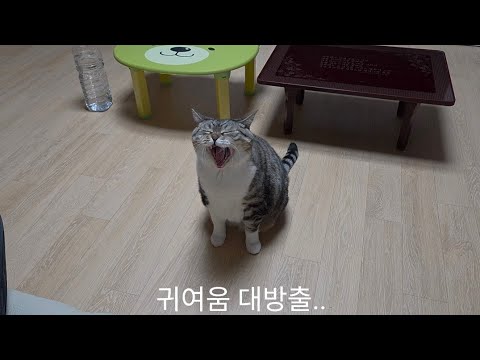 고양이 키우는 맛.. 킬포가 여럿.. 끝까지 보시길..