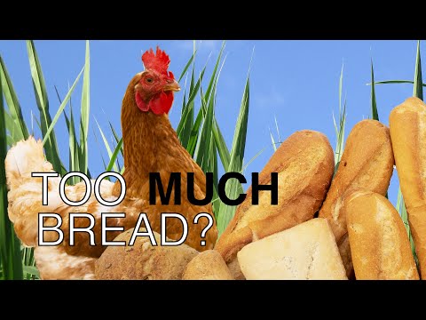 Is feeding too much bread harmful for your chickens?
