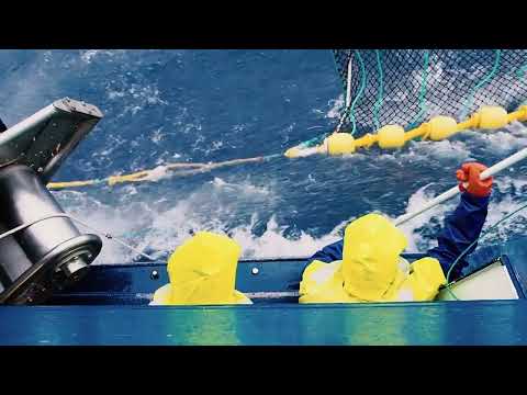 Glacier 51 Toothfish - The Wild Southern Ocean | Austral Fisheries