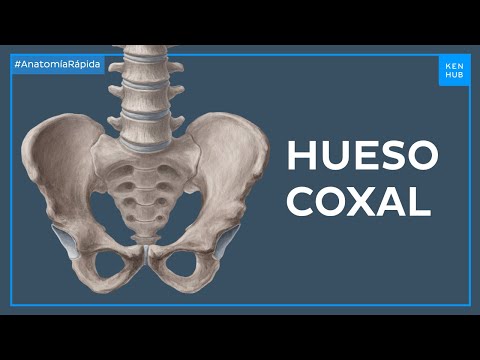 Anatomía del hueso de la cadera - Anatomía Fácil | Kenhub