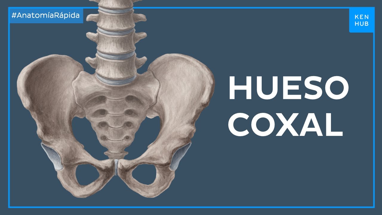 Anatomía del hueso de la cadera - Anatomía Fácil | Kenhub