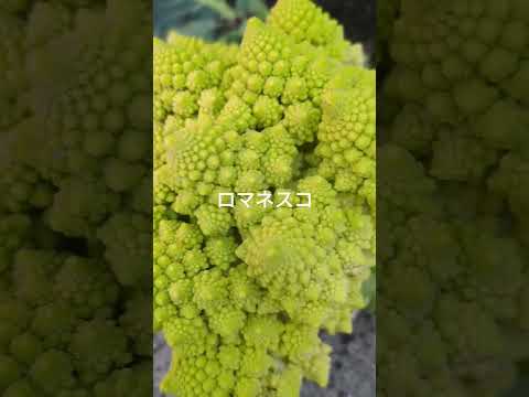 カリフラワーの隣に何を植えるか 観賞用の芳香野菜植物は避ける