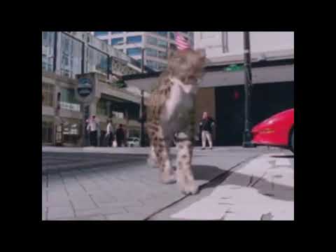 Monsters We Met [2003] - Dinofelis Screen Time