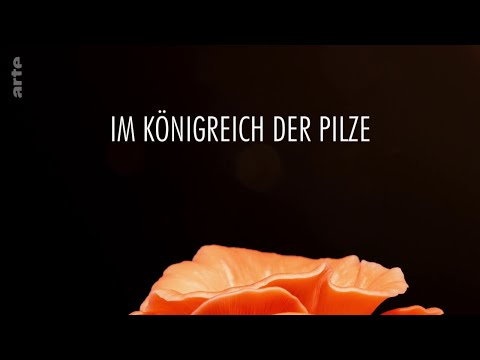 Im Königreich der Pilze