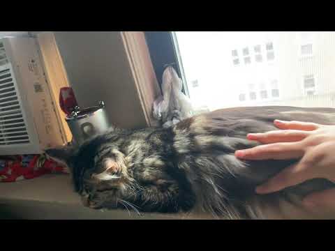 Pregnant Mainecoon cat 51 days