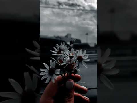 Goonji si hai sari fiza lyricsSong whatsapp status || love song status ❤️ || new whatsapp status