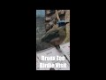 Birdie Visit Bronx Zoo August 2025 Ginger And Dave Visit
