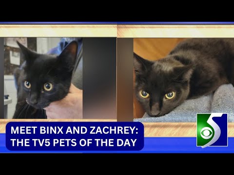 Pets of the Day: Meet Binx and Zachrey