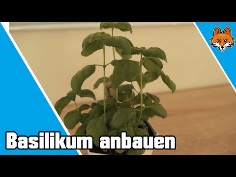 Basilikum anbauen und ernten für drinnen und draußen Anleitung 🎍