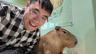 Only in Japan: The Capybara Cafe Experience