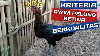 Download lagu KRITERIA AYAM PELUNG BETINA BERKUALITAS mp3