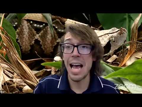 Detroit Zoo | Educational Lesson: All About African Gaboon Vipers