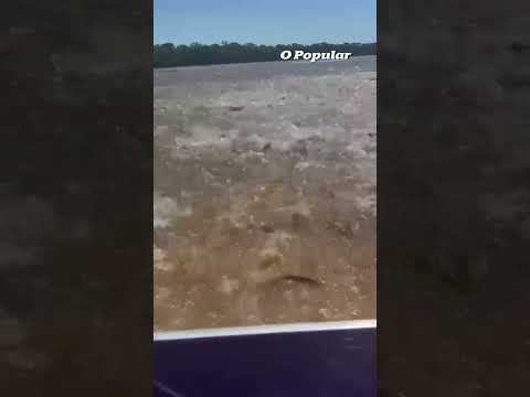 Guia de pesca filma cardume gigante cercando barco no Rio Araguaia
