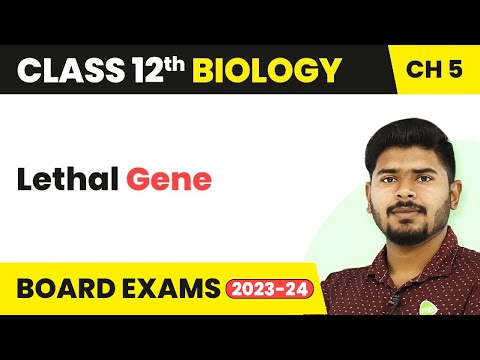 image-What is lethal gene with example?