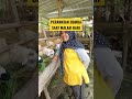REMEMBER THE FEEDING TIME FOR SHEEP BEGINNER FARMERS Yearofyou Sheep Businessideas