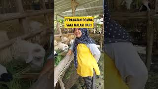 Download lagu REMEMBER THE FEEDING TIME FOR SHEEP || BEGINNER FARMERS #yearofyou #sheep #businessideas mp3