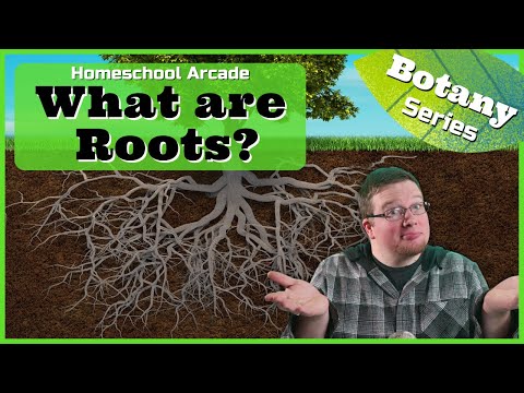 Roots | 3 Main Functions of Roots