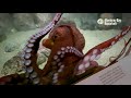 Monterey Bay Aquarium Giant Pacific Octopus