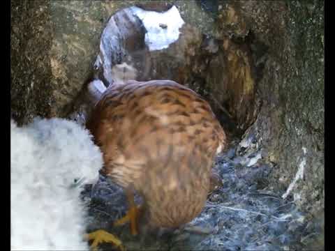 Kestrel Domestics - Dad Brings Home the Dinner | Discover Wildlife | Robert E Fuller