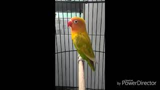 Download lagu Lovebird ngekek panjang mp3