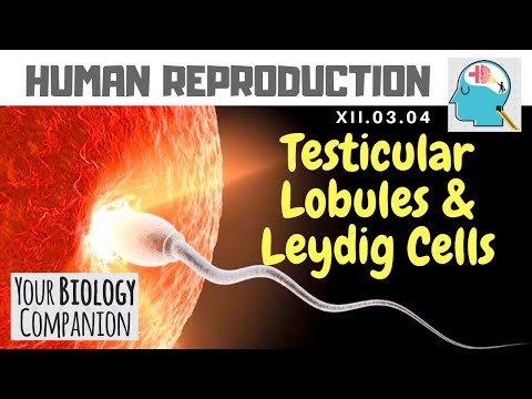 XII.03.04 – Testicular Lobules & Leydig cells | NEET / AIIMS | ExamForU