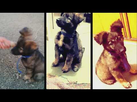 Story of freedo 'part 1 (GSD cute video )