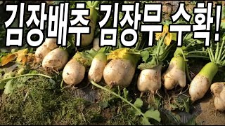 김장배추 김장무 수확 전날에 이것 주고 수확했더니 대박! 여러분들도 대박나세요!!