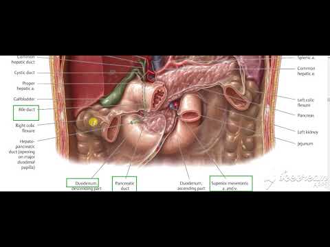 Pancreas head relations 4