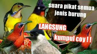Download lagu suara pikat pancingan semua jenis burung kecil terbaru 2022 Ter ampuh mp3 Download lagu suara pikat pancingan semua jenis burung kecil terbaru 2022 Ter ampuh mp3