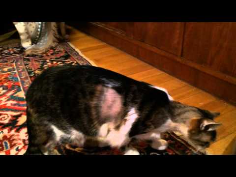 Pebbles kann endlich wieder laufen!!