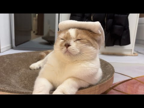 온천 즐기는 고양이 비비쮸