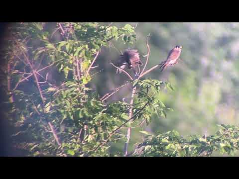 Fledged Kestrel babies eating vole or mole