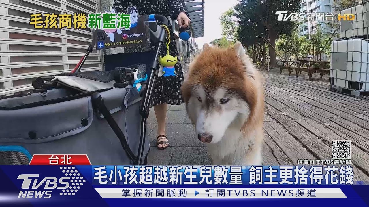 毛小孩真好命!寵物年商機破2百億台幣 寵物職缺成長37%