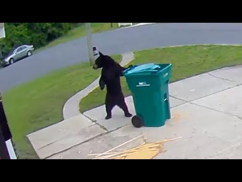 Les vidéos d'animaux les plus drôles sur cctv qui vous feront rire à pleurer