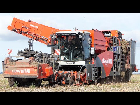 DEWULF RQA3060 Harvesting Potatoes