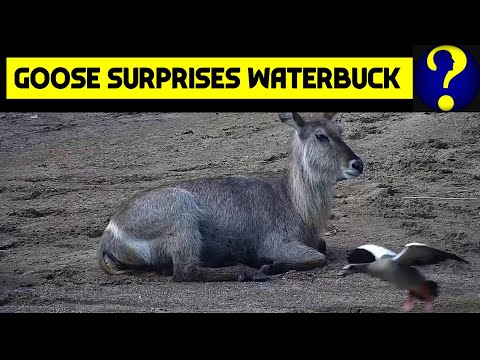 Surprised Waterbuck at Olifants River Wildlife Cams In Africa 42