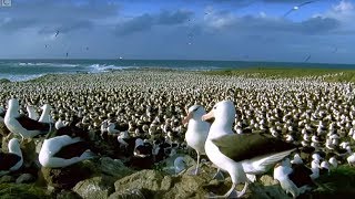 World's largest Albatross colony - Blue Planet - BBC