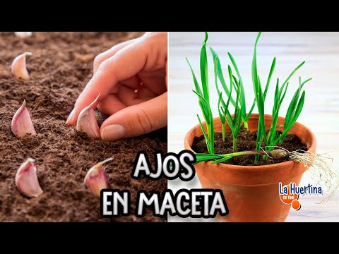 , title : 'Como Plantar Ajos En Macetas - Cultivar Ajos En Maceta || La Huertina De Toni'