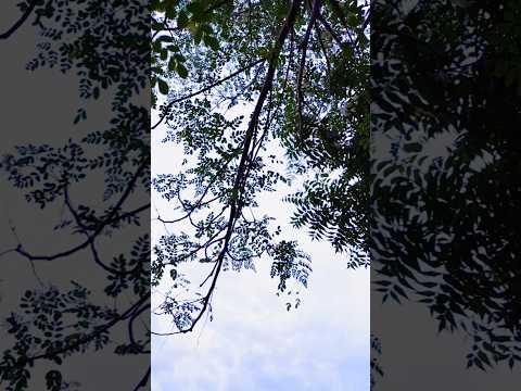 Beauty of nature plant☘️🌲#trending#trendingshorts#nature#naturelovers#naturephotography#sky#beauty