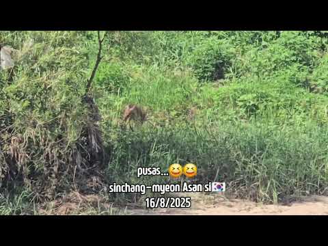 Rusa Air Korea Selatan (part 2)