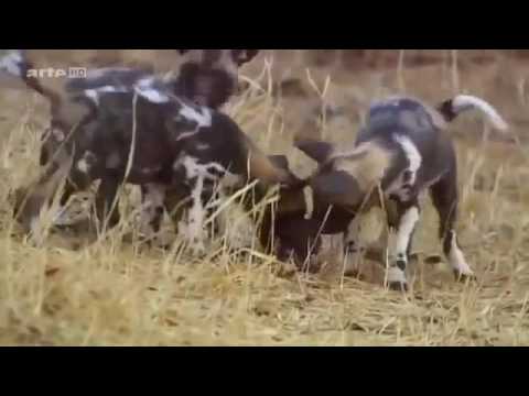 Besten Jäger der Savanne   Afrikas Wildhunde Doku 2016