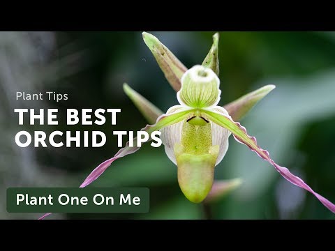 Orchid Care with Gothenburg Botanical Gardens — Ep. 186