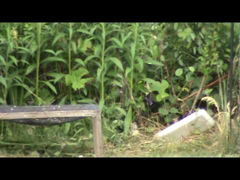 RWS 34 Panther @ 30 yards = hit