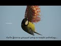 Sirage Illatha Poonkuruvi Onru TW Creation