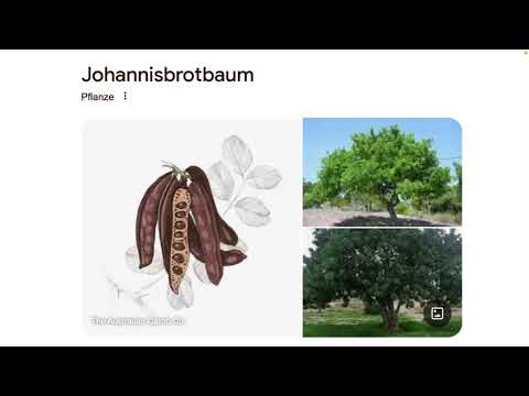 John the baptiste ate insects?!