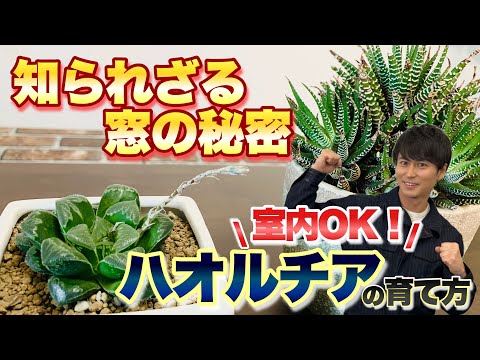 園芸 ハオルチアモズク