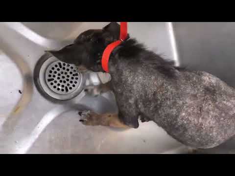 Ignored & Passed-By, Though Her Need For Help Was Blatantly & Painfully Apparent